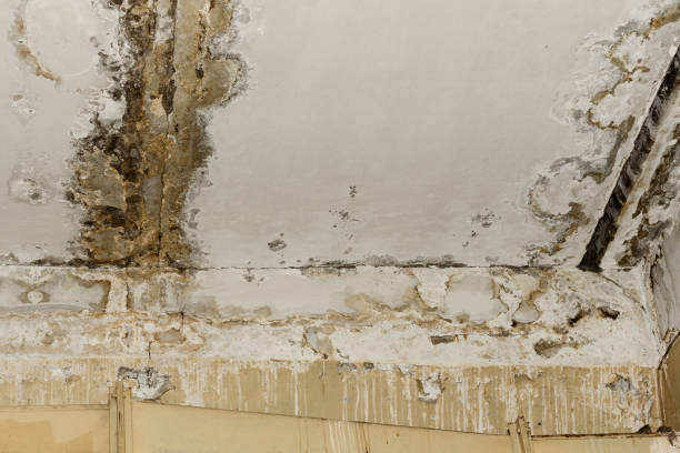 Trusted Truth Or Consequences, NM Mold Removal Experts