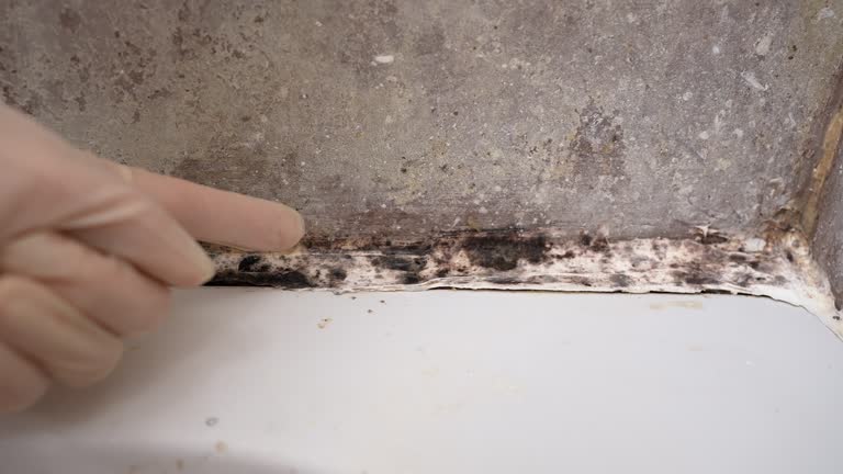 Best Post-Construction Mold Inspection  in Truth Or Consequences, NM